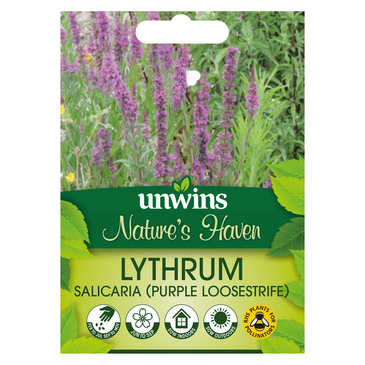 Nh Purple Loosestrifeflower - New 2023 - Seed Packets - Windyridge Garden Centre
