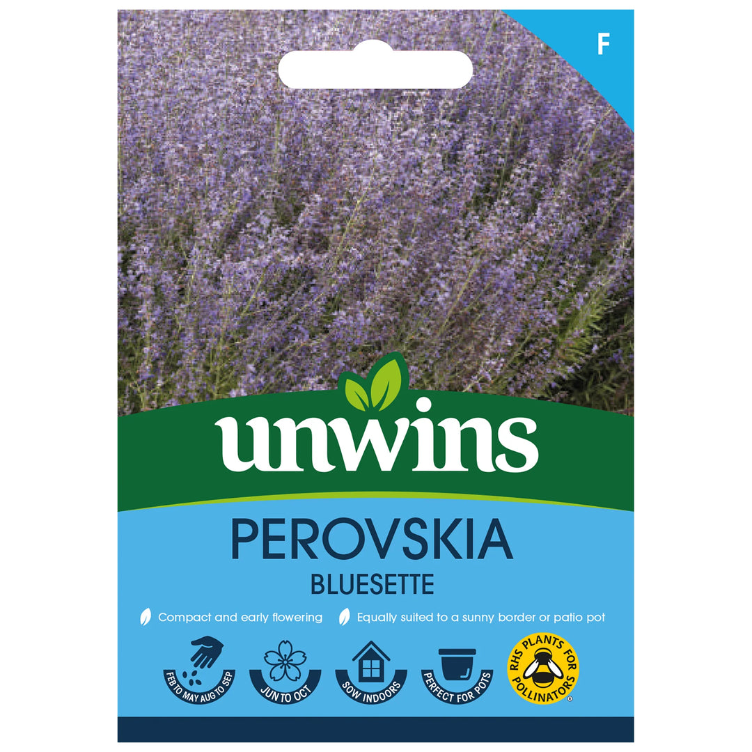Perovskia Bluesetteflower - Seed Packets - Windyridge Garden Centre