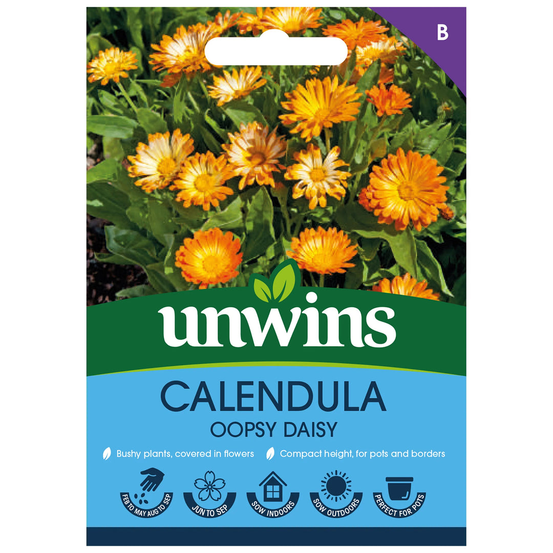 Calendula Oopsy Daisyflower - Seed Packets - Windyridge Garden Centre