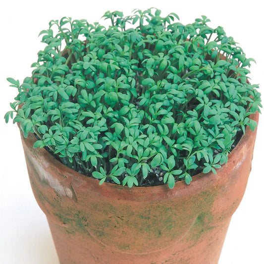 Cress Extra Curled Org