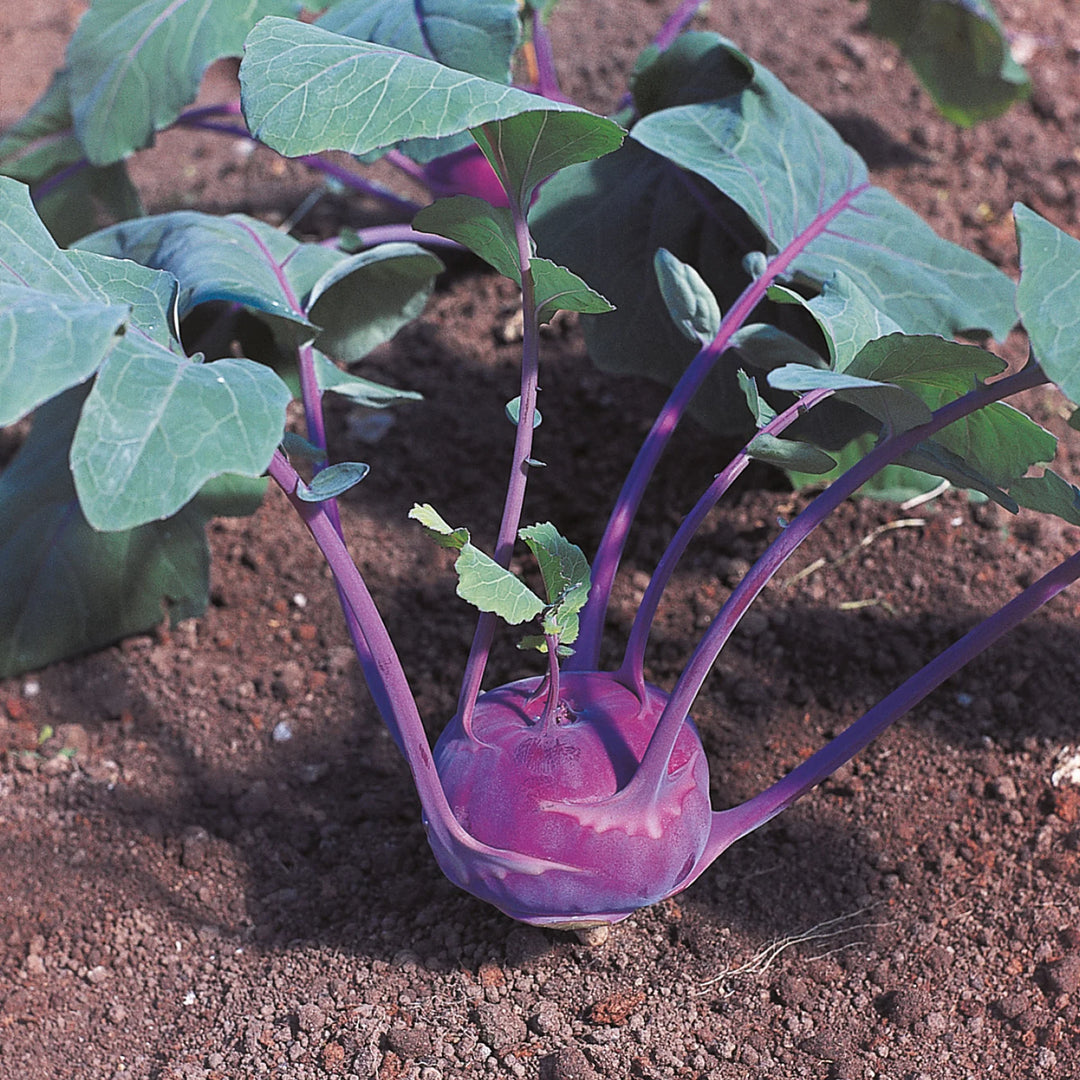 Kohl Rabi Azure Star - Seed Packets - Windyridge Garden Centre