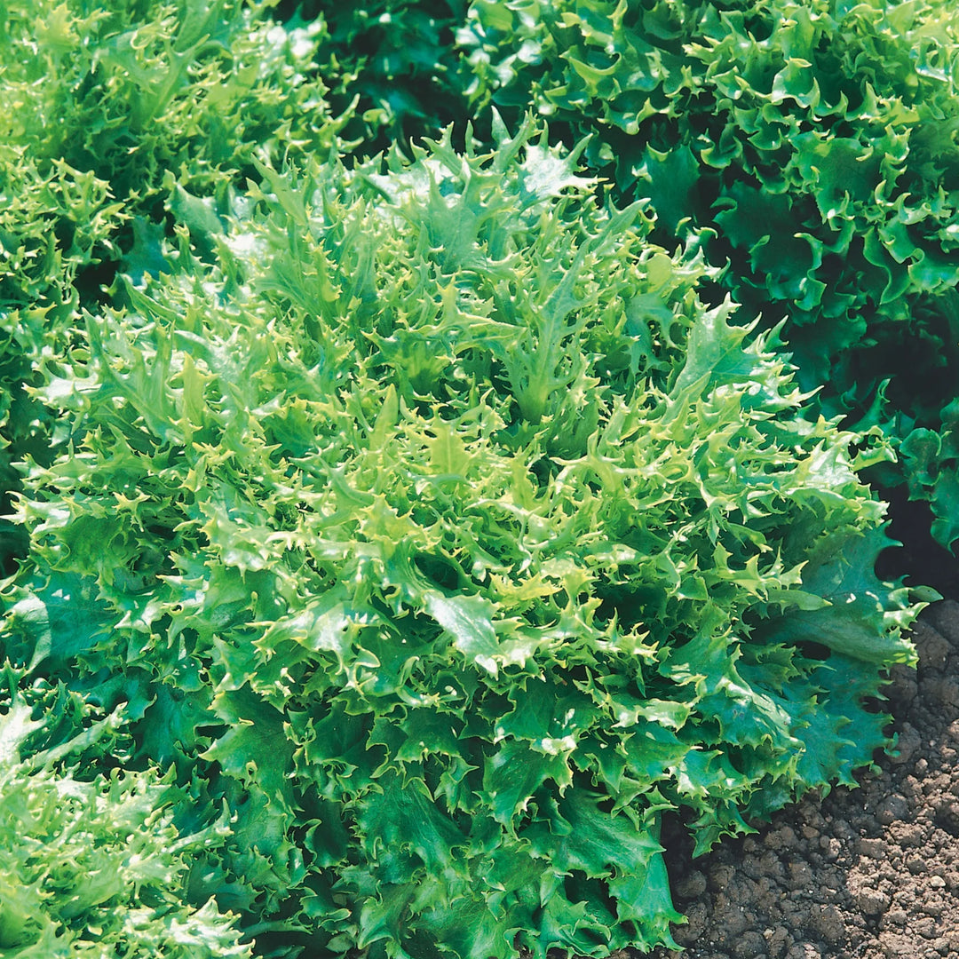 Lettuce Can Can - Seed Packets - Windyridge Garden Centre