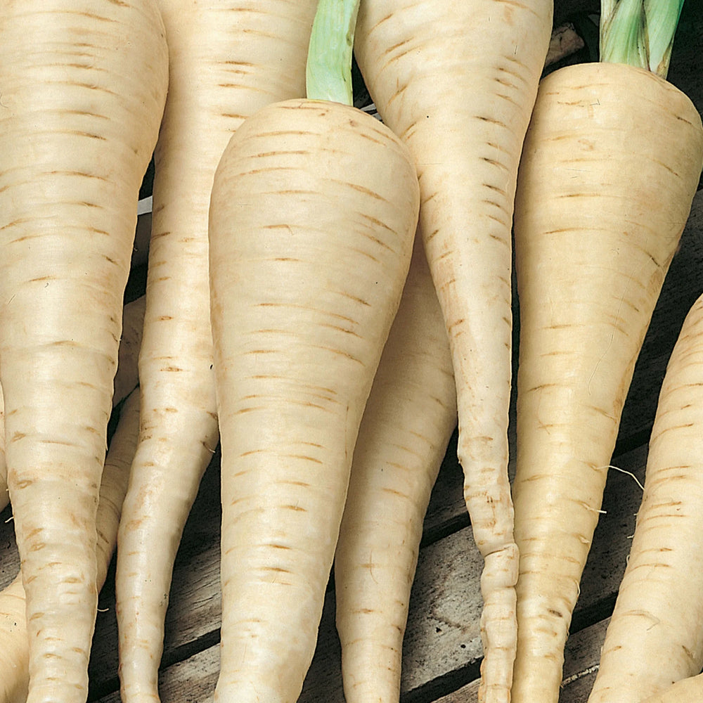Parsnip White Gem - Seed Packets - Windyridge Garden Centre