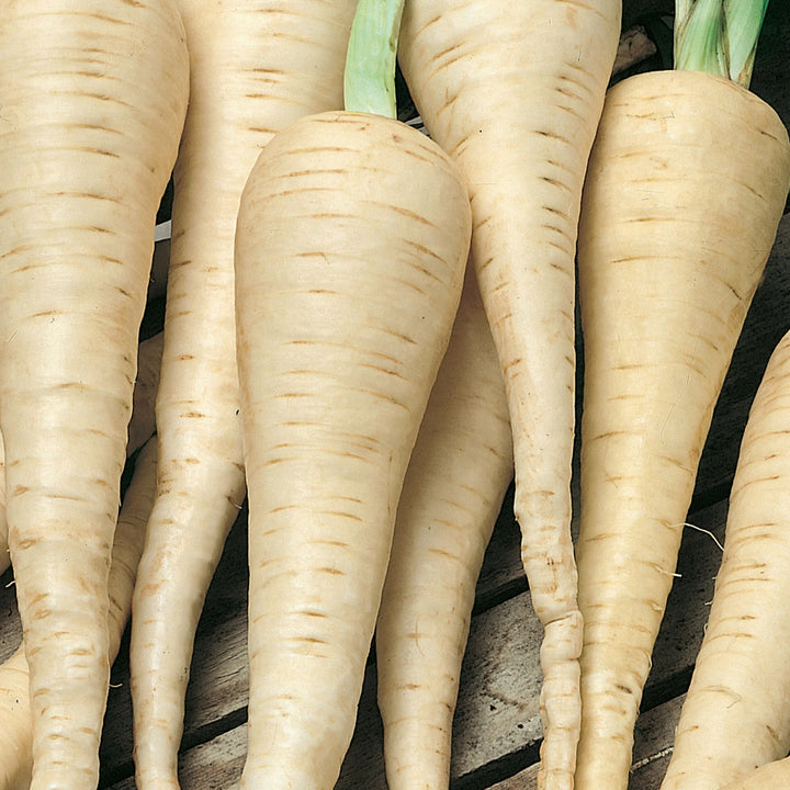 Parsnip White Gem - Seed Packets - Windyridge Garden Centre
