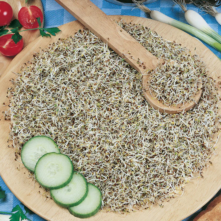 Sprouting Seeds Rocket - Seed Packets - Windyridge Garden Centre