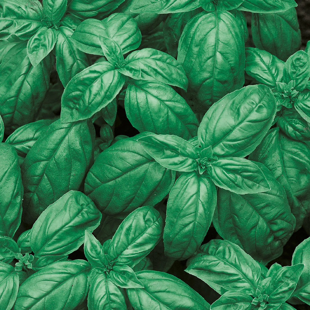 Little Growers Basil Sweet - Seed Packets - Windyridge Garden Centre