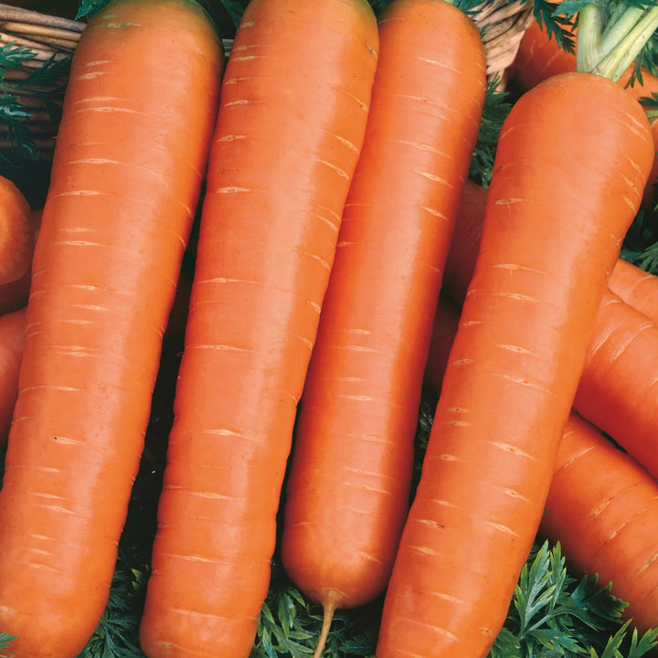 Little Growers Carrot Nantes 2 - Seed Packets - Windyridge Garden Centre