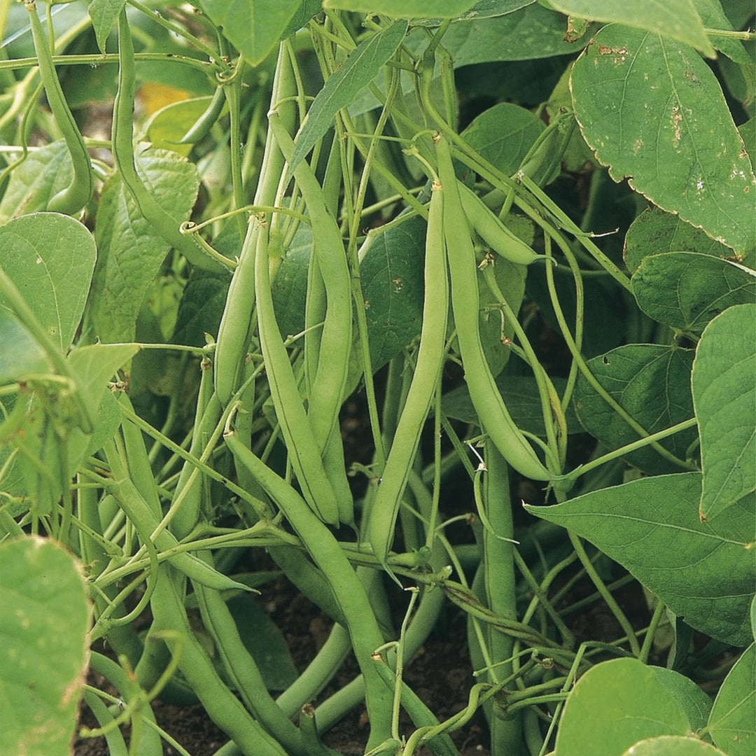 French Bean (Climbing) Cobra