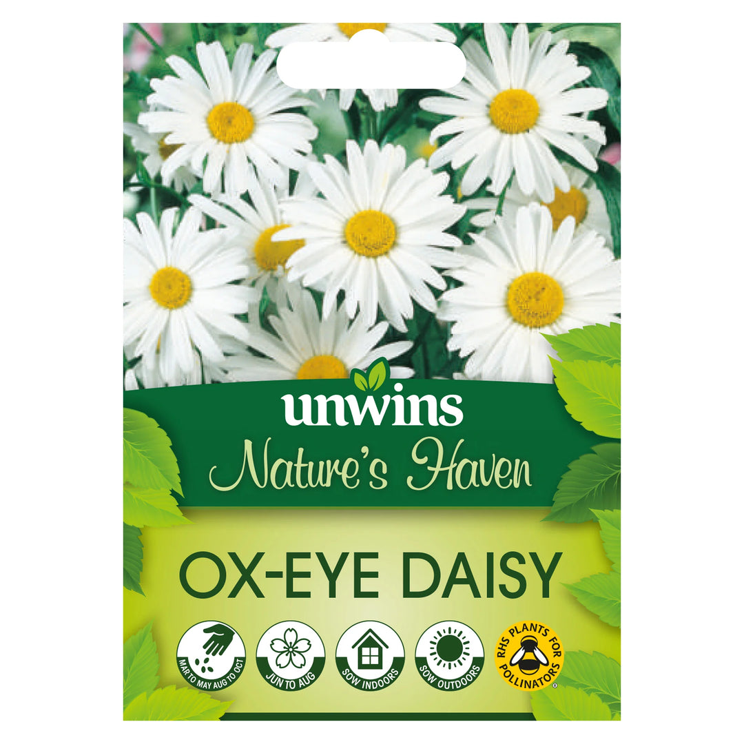 Wildflower Ox-Eye Daisy