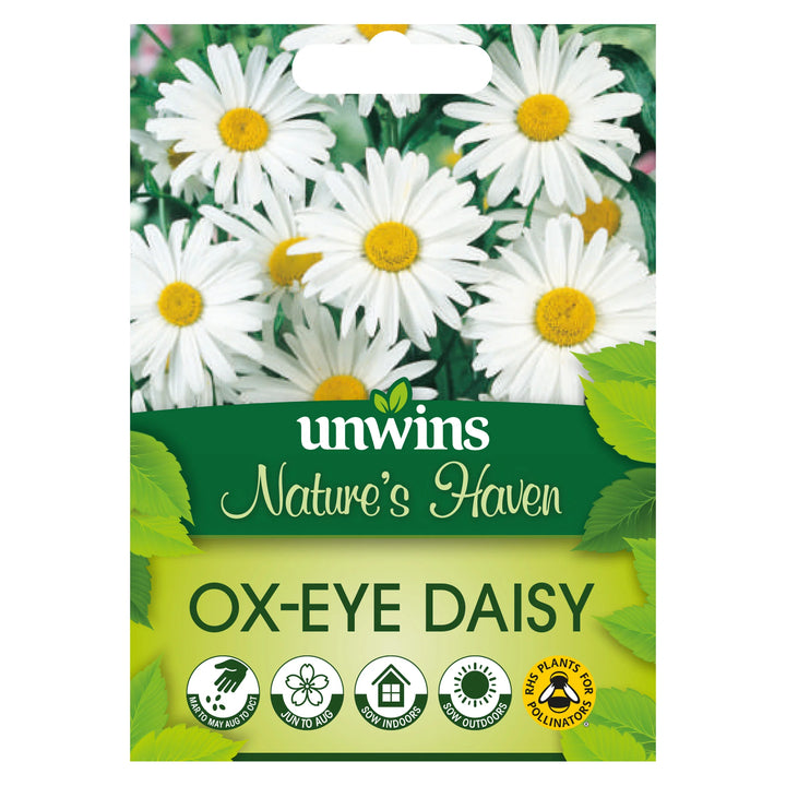 Wildflower Ox-Eye Daisy