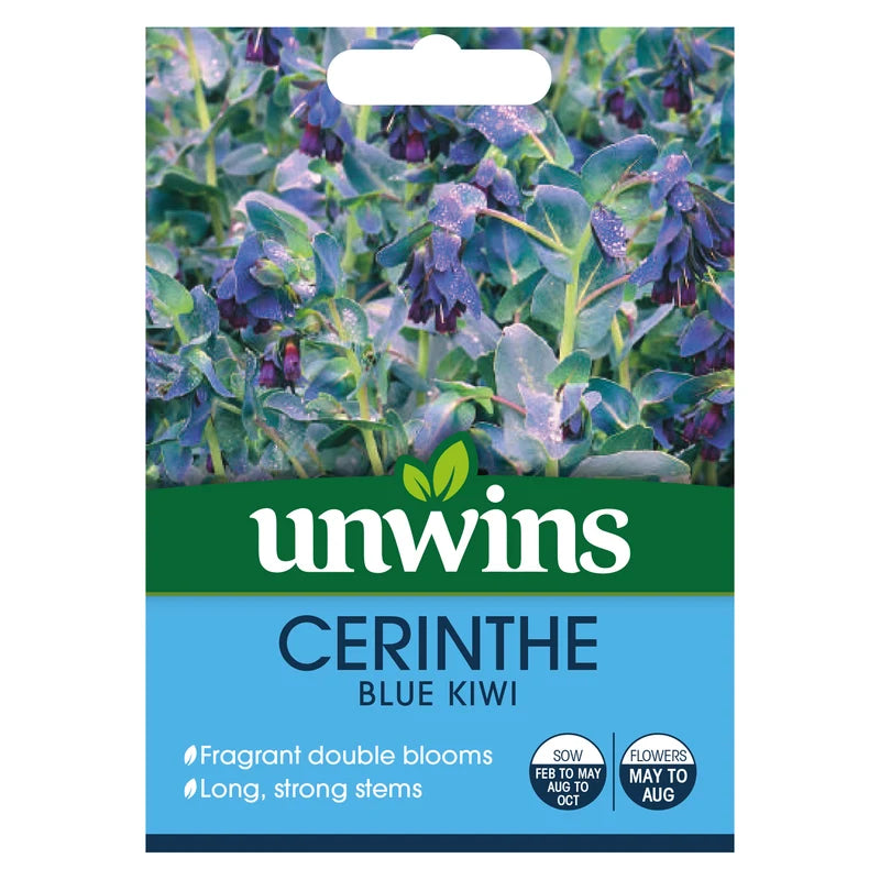 Cerinthe Blue Kiwi