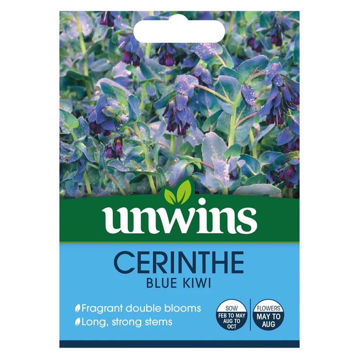 Cerinthe Blue Kiwi