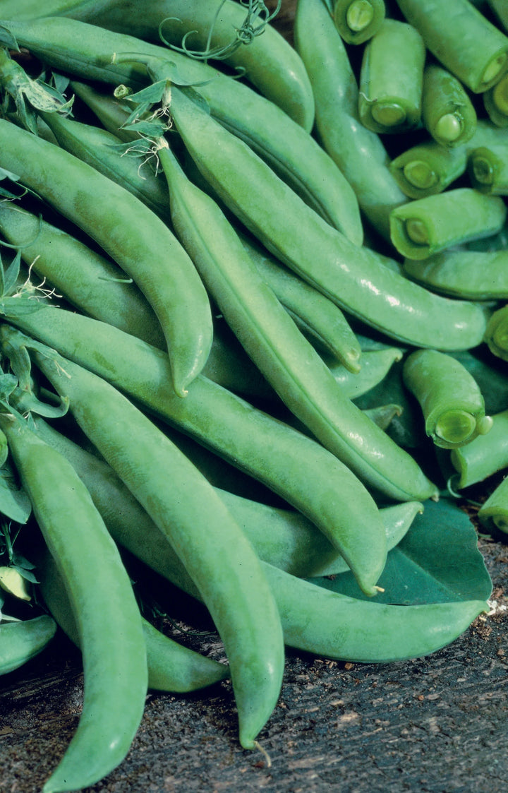 Pea (Sugar) Delikett