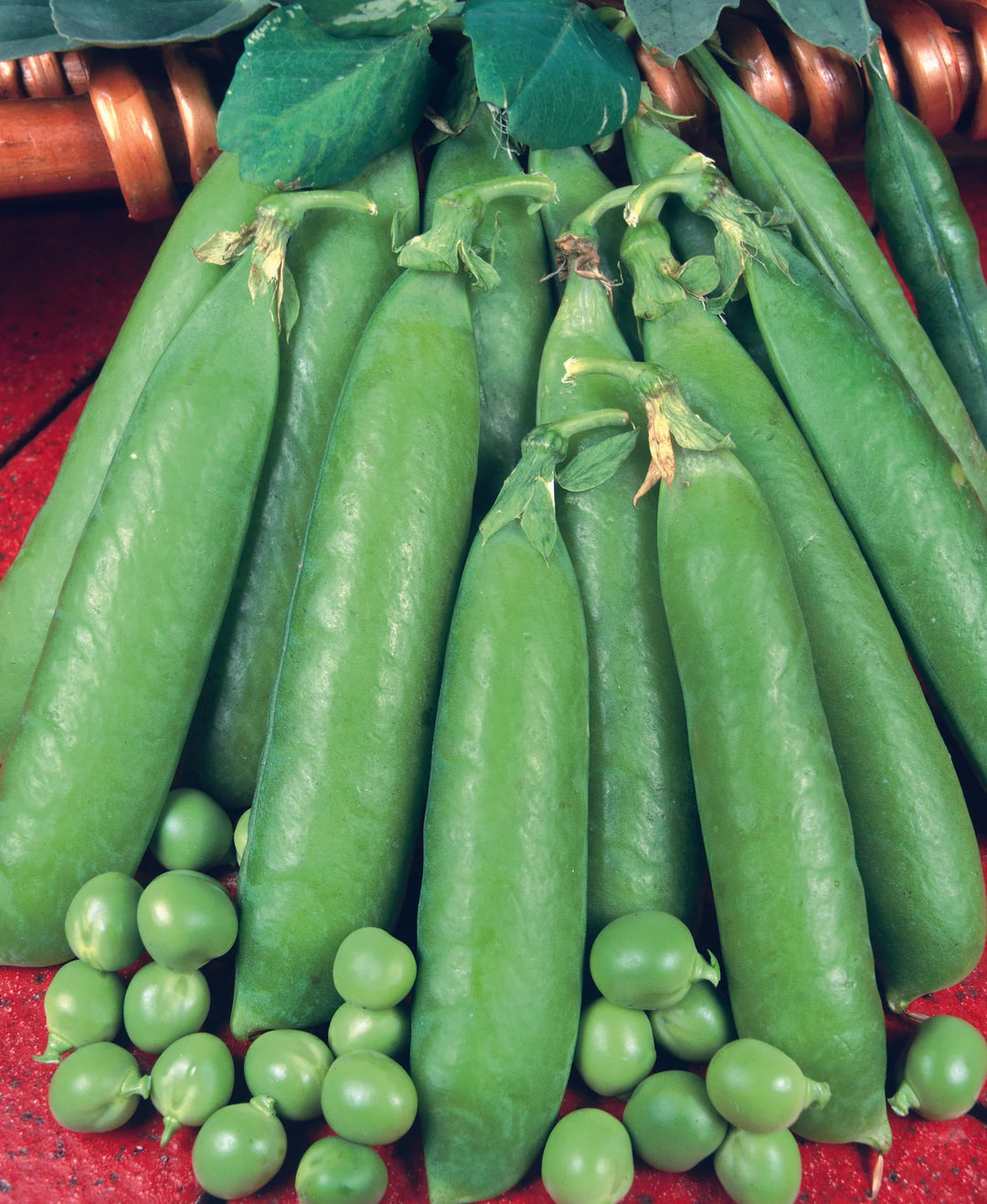 Pea (Maincrop) Onward - Seed Packets - Windyridge Garden Centre