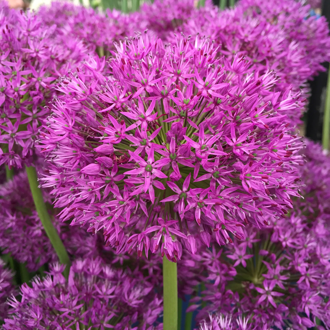 50 ALLIUM P. SENSATION 10-11