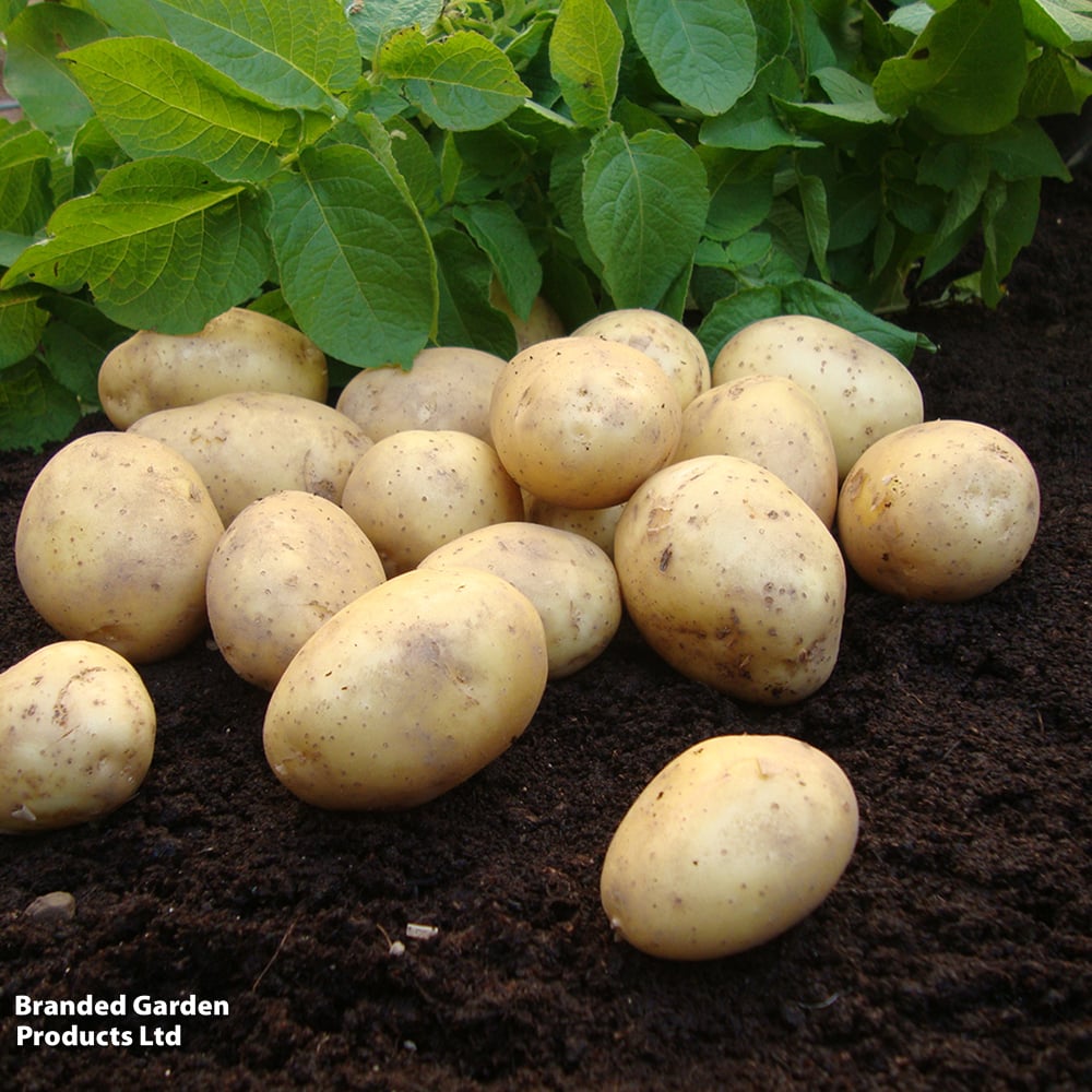 Duke Of York 2Kg - Bulbs - Windyridge Garden Centre