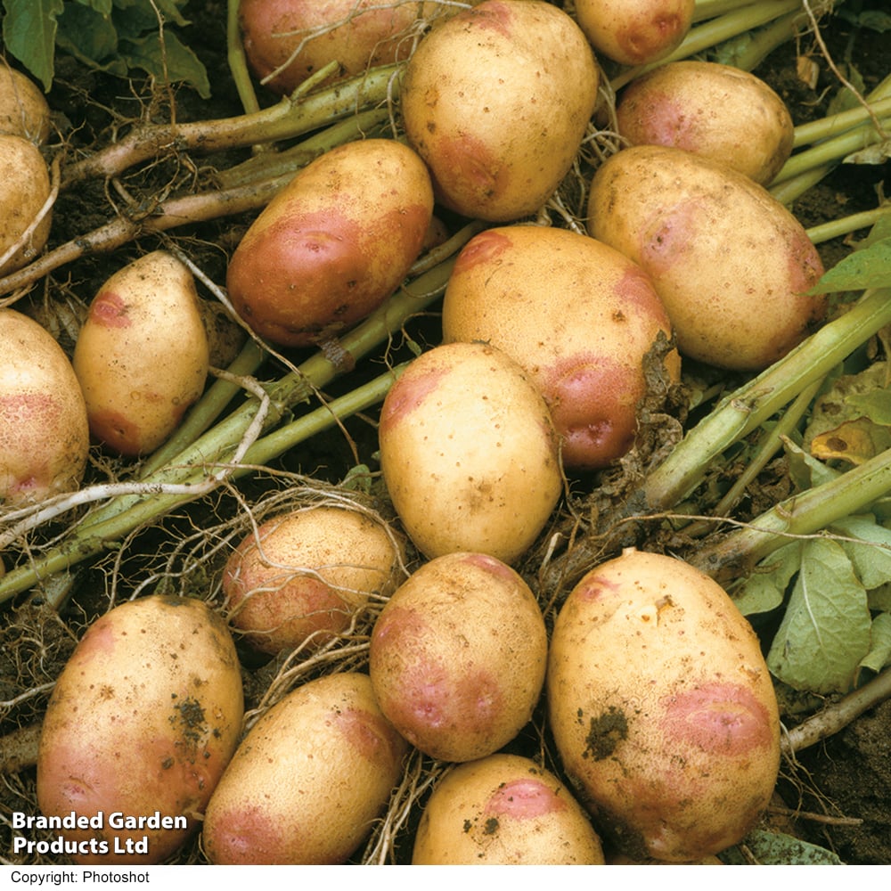 Main Crop King Edward 2 Kg Nets - Bulbs - Windyridge Garden Centre