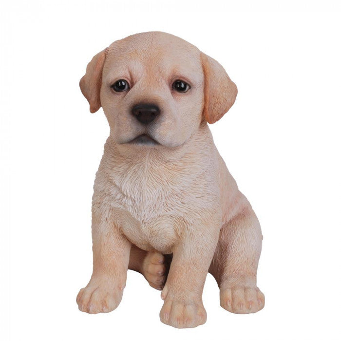 PP Golden Labrador Pup F