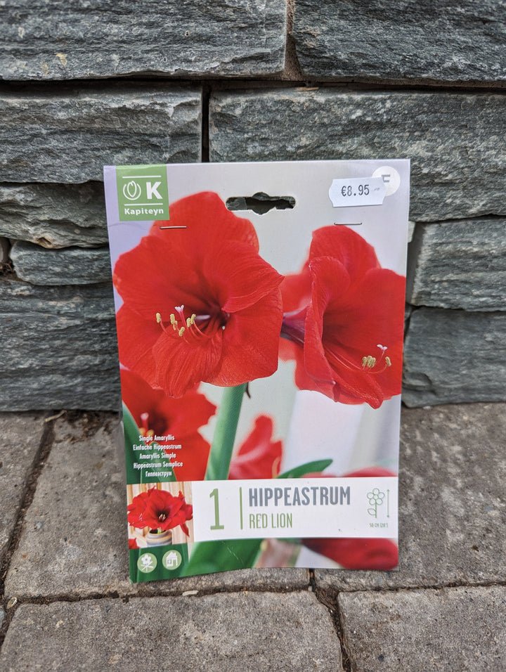 HIPPEASTRUM RED LION X 1