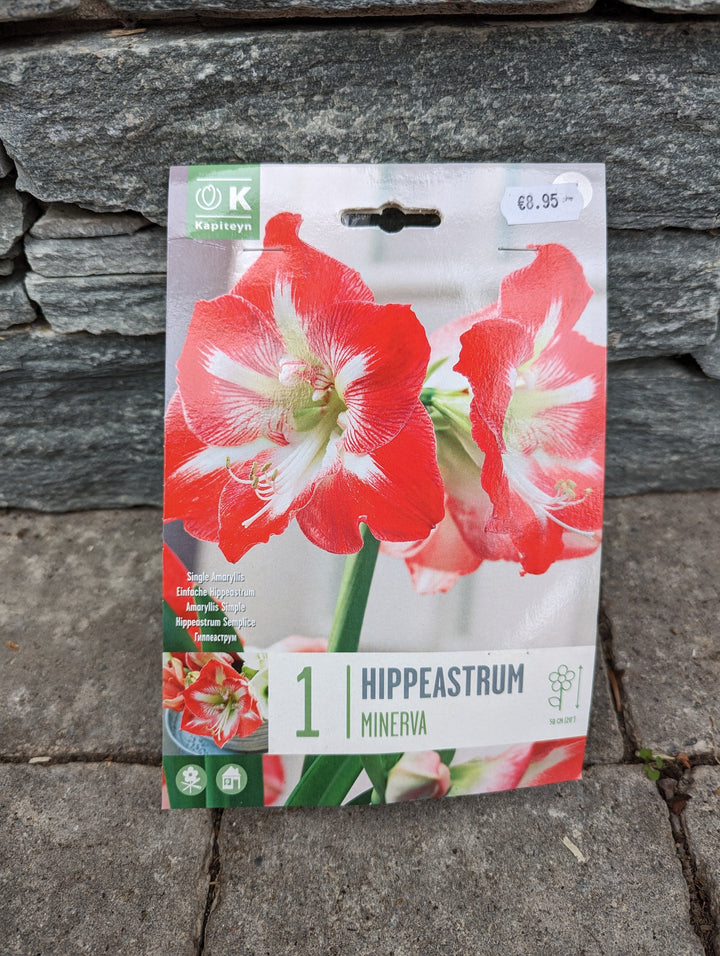 HIPPEASTRUM MINERVA X 1