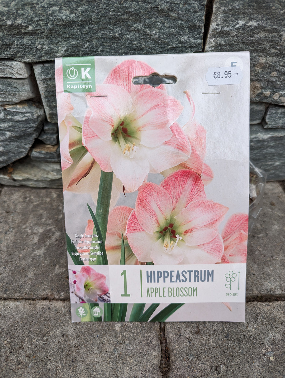 HIPPEASTRUM APPLE BLOSSOM X 1