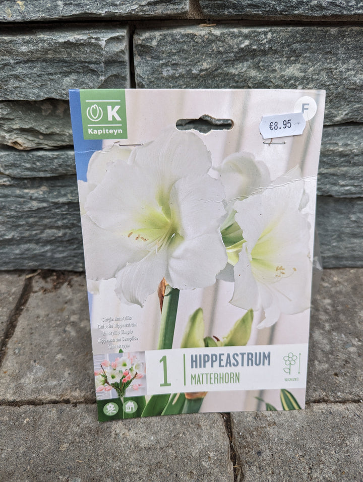 HIPPEASTRUM MATTERHORN X 1
