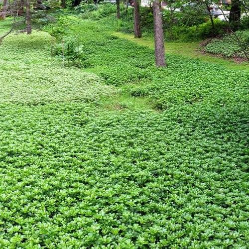 Pachysandra terminalis