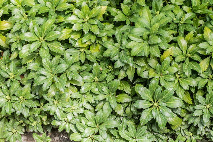 Pachysandra Term. Green Carpet