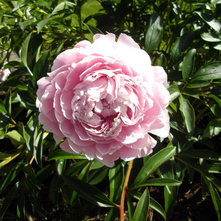 Paeonia lactiflora (peony) in flower