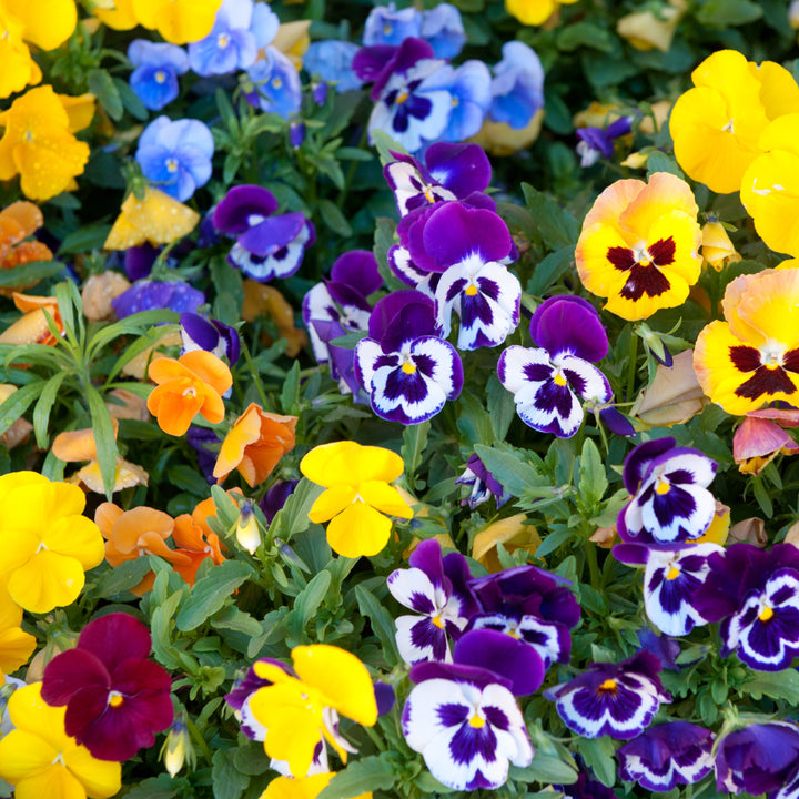 Pansy Swiss Giant Mix - Seed Packets - Windyridge Garden Centre