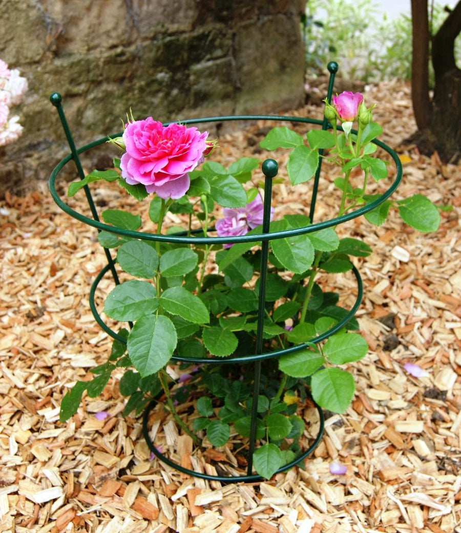 Paeony Support Green Small - Tools & Equipment - Windyridge Garden Centre