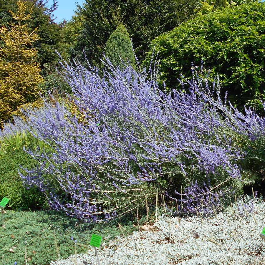 Photo 1 (cropped) by Salicyna, licensed under the&nbsp;Creative Commons&nbsp;Attribution-Share Alike 4.0 International&nbsp;license.