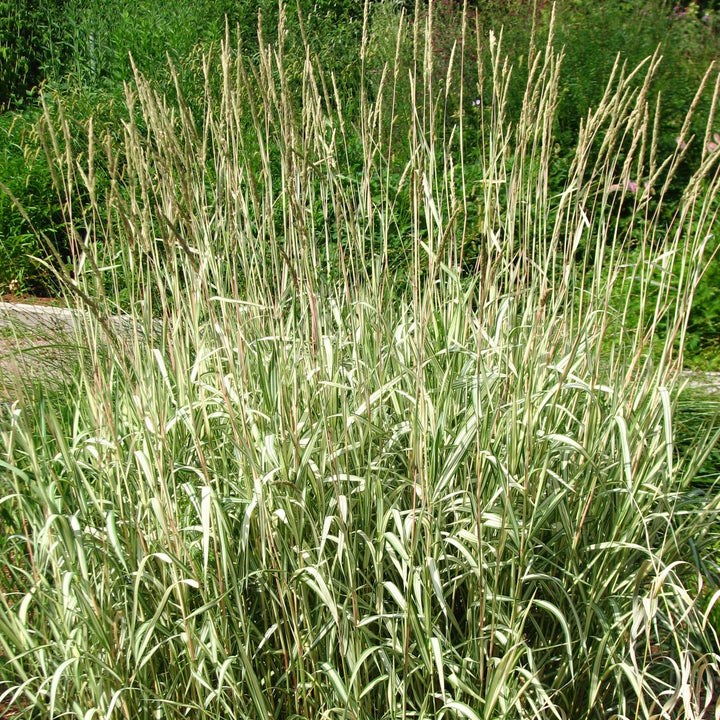 Phalaris arund. Picta  P9