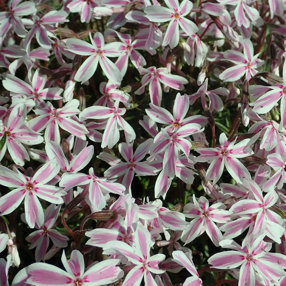 Photo 2 by Salicyna, licensed under the Creative Commons Attribution-Share Alike 4.0 International license.