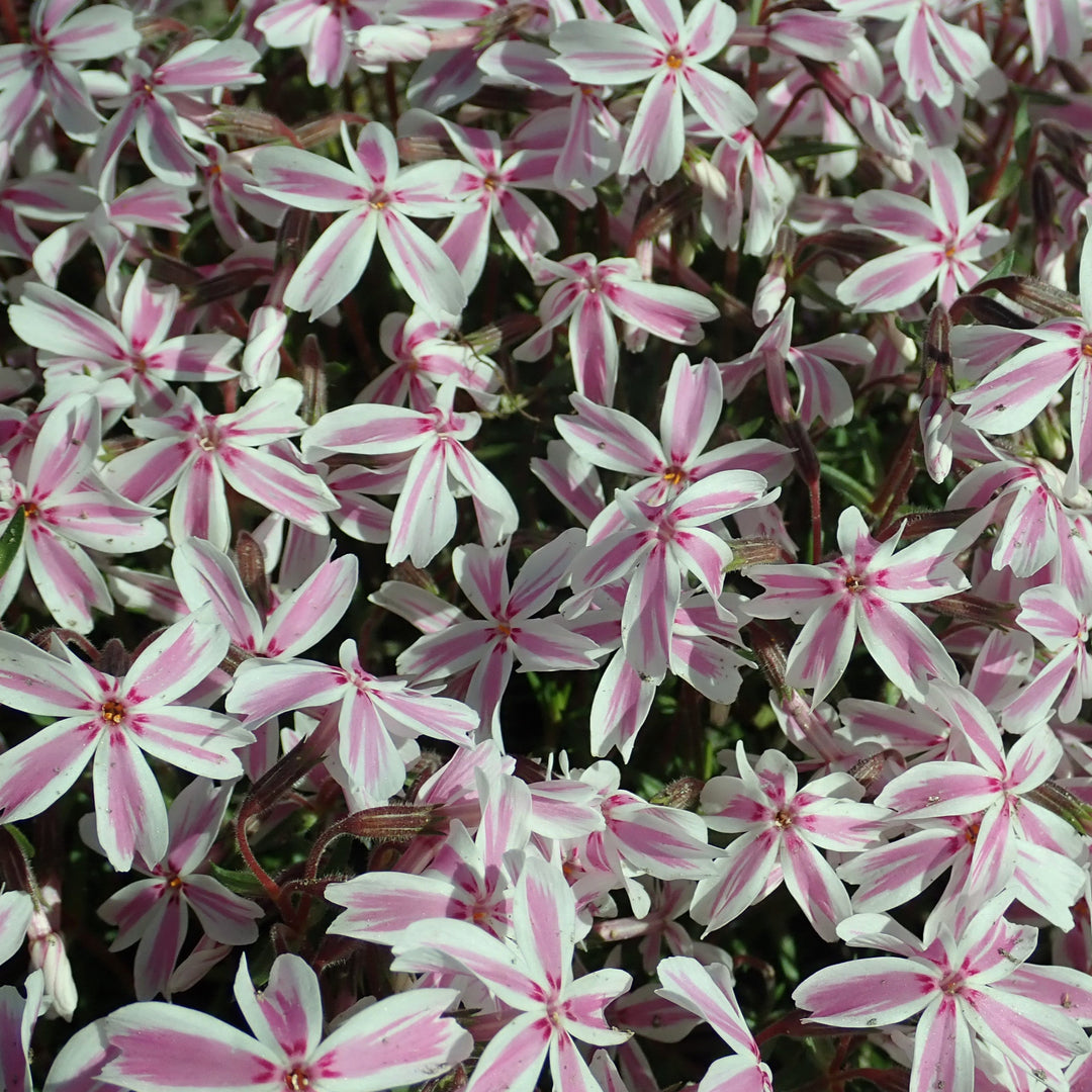 Photo 2 by Salicyna, licensed under the Creative Commons Attribution-Share Alike 4.0 International license.