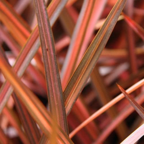 New Zealand Flax (Phormium Evening Glow) - Herbaceous - Windyridge Garden Centre