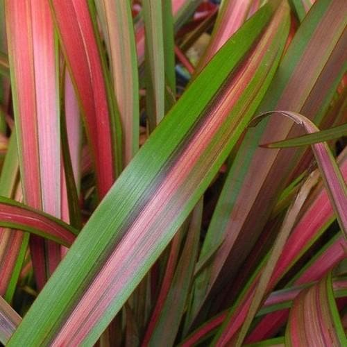 PHORMIUM TENAX JESTER