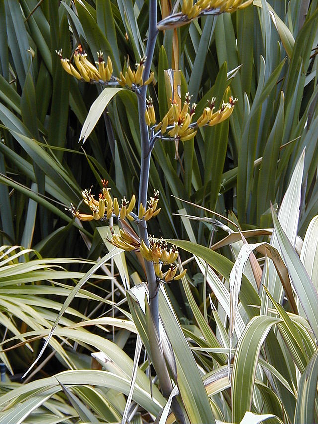 PHORMIUM Tricolor   40/50  3L