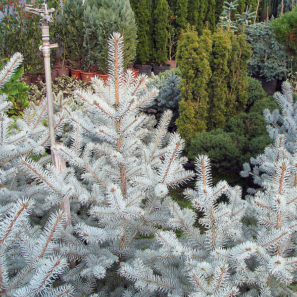 Picea Pungens Edith  50-60 Cm C7.5 - Shrubs - Windyridge Garden Centre