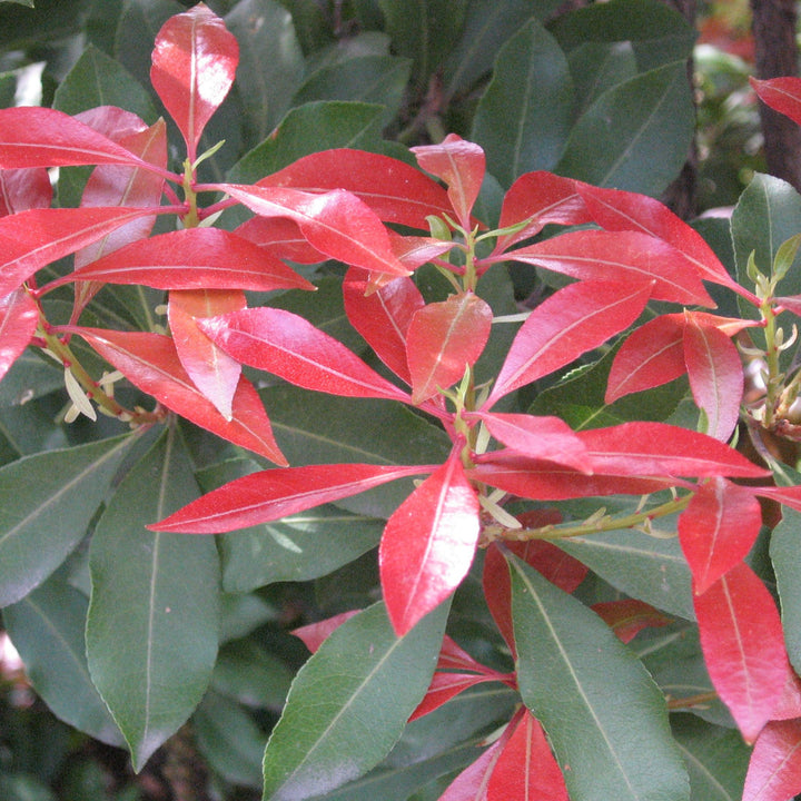 Pieris-jap.-Mountain-Fire-Leaf