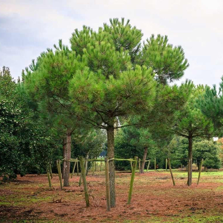 PINUS PINEA CLT 55 H 175 - 200 CM  CIRC. TR. 14 - 16 CM  1/2 STD