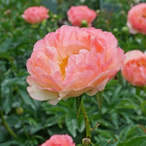 Paeonia Coral Sunset - Bulbs - Windyridge Garden Centre