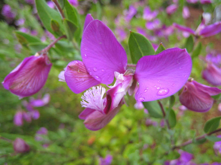 Polygala-myrtifolia-Flower-2