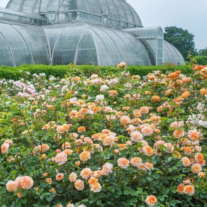 David Austin Rosa Port Sunlight 6L Pot