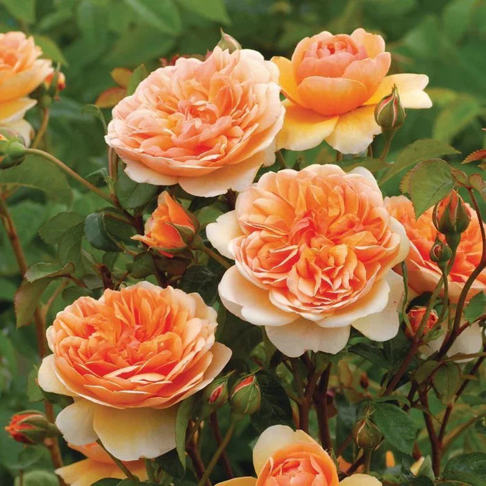 David Austin Rosa Port Sunlight 6L Pot