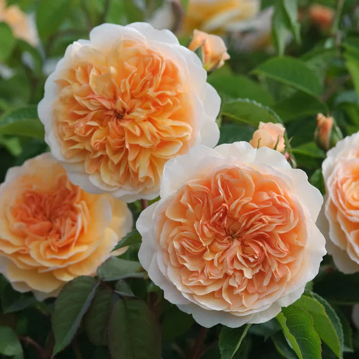 David Austin Rosa Port Sunlight 6L Pot
