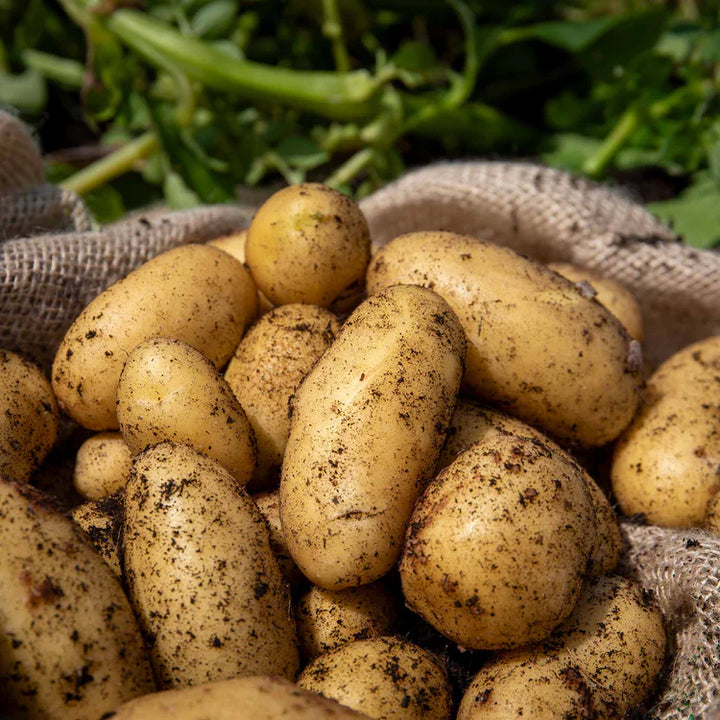 Second Earliers Charlotte 2 Kg Nets - Bulbs - Windyridge Garden Centre