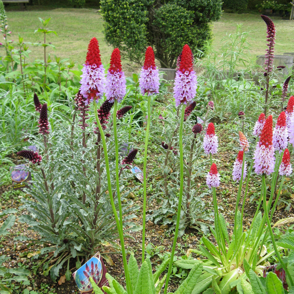 Primula Viallii - Herbaceous - Windyridge Garden Centre