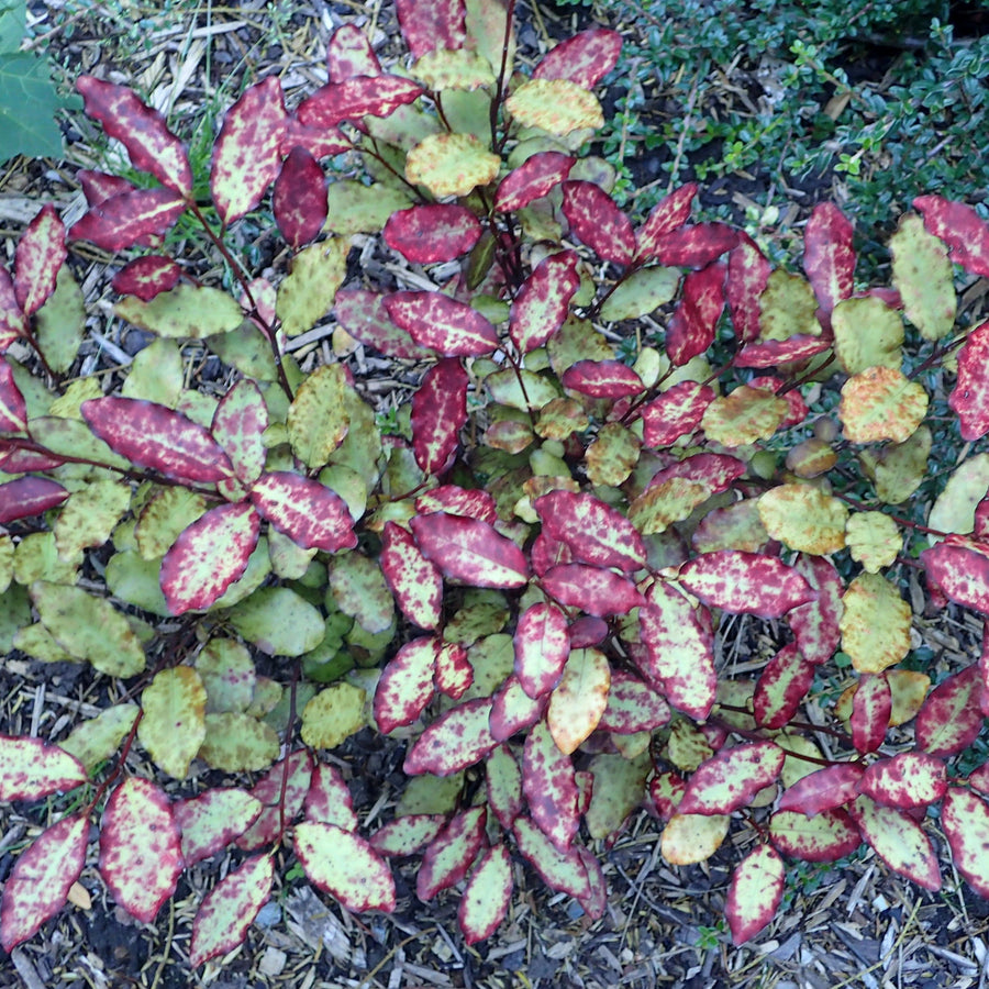 Pseudowintera-colorata-Planted