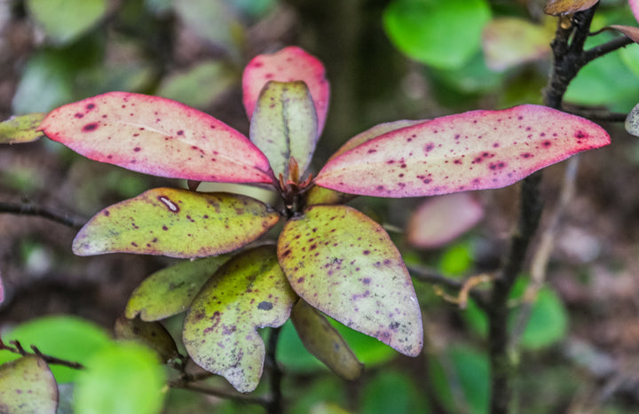 Pseudowintera-colorata-Leaf
